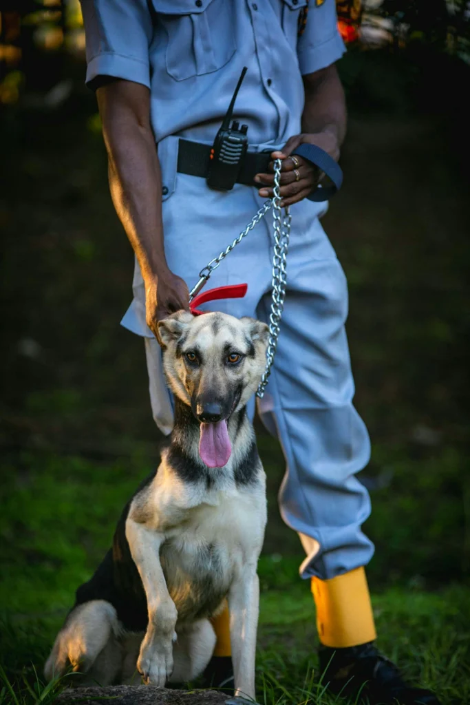 picture of a security guard in a uniform holding a dog on a metal chain leash