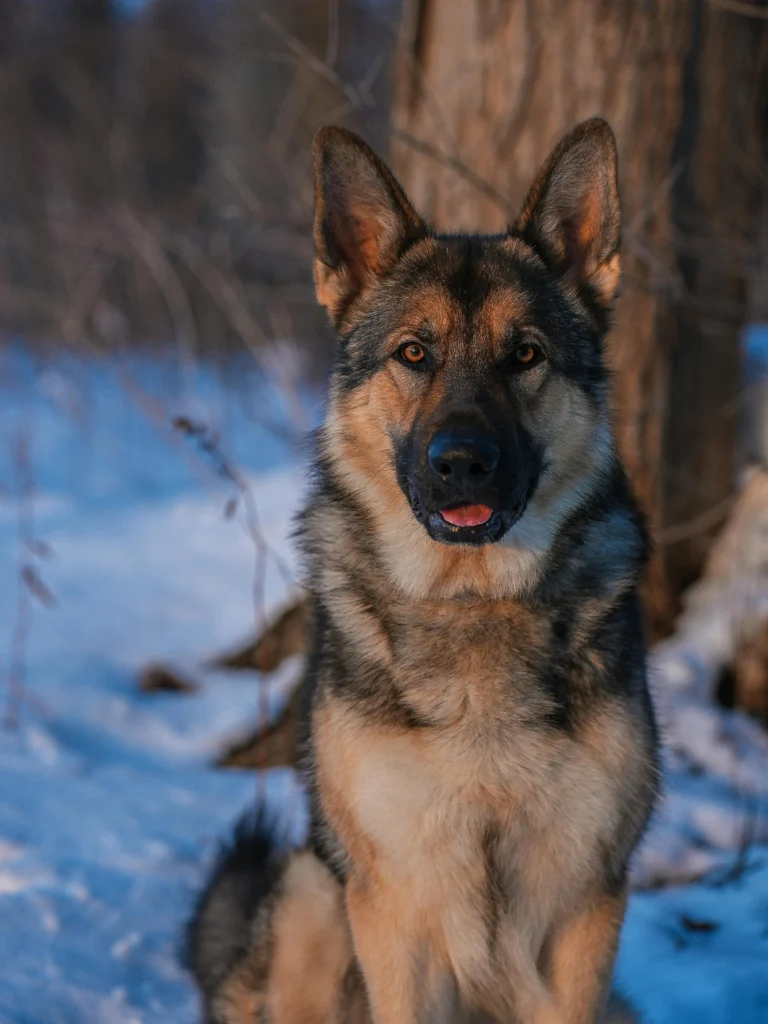 Picture of a German shepherd sitting alertly in a snowy outdoor setting.