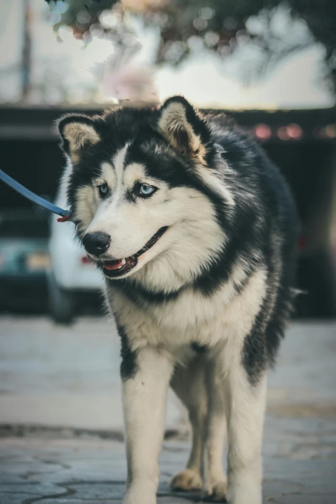 Picture of a Siberian husky with bright blue eyes standing on a leash