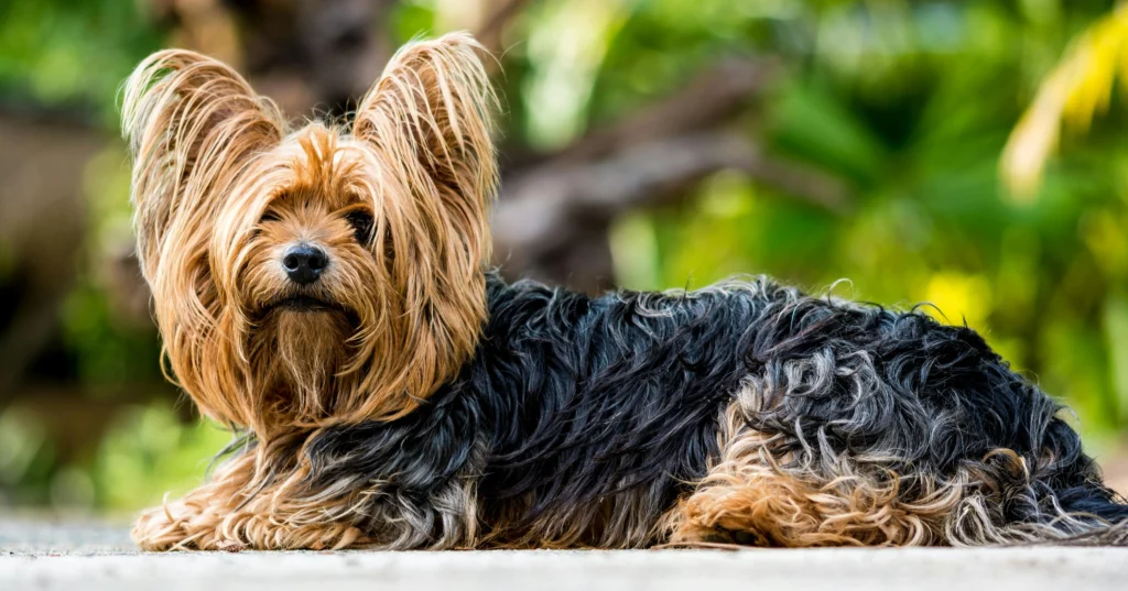 Picture of a Yorkshire terrier resting on the ground outdoors