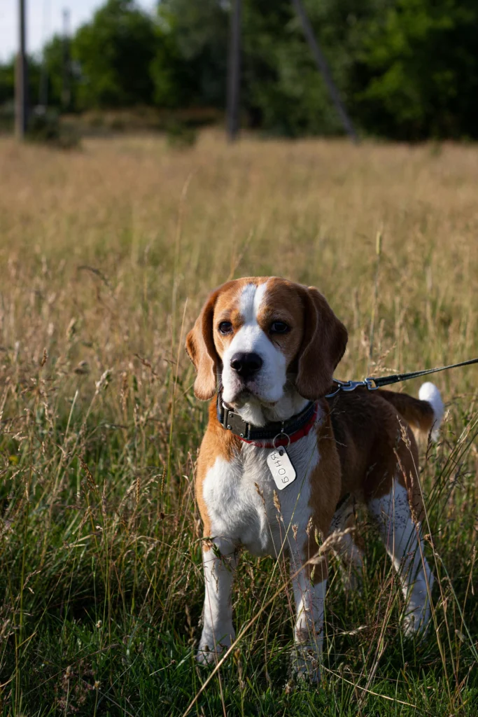 Picture of a beagle standing attentively in a field of tall grass.