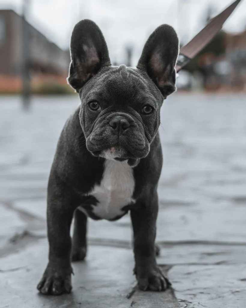 Picture of a black French bulldog standing on a stone pathway