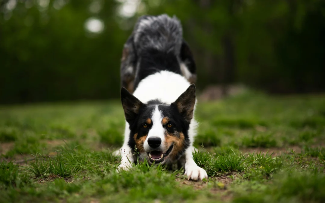 Dog Posture: What It Means, Why It Matters, and How to Improve It
