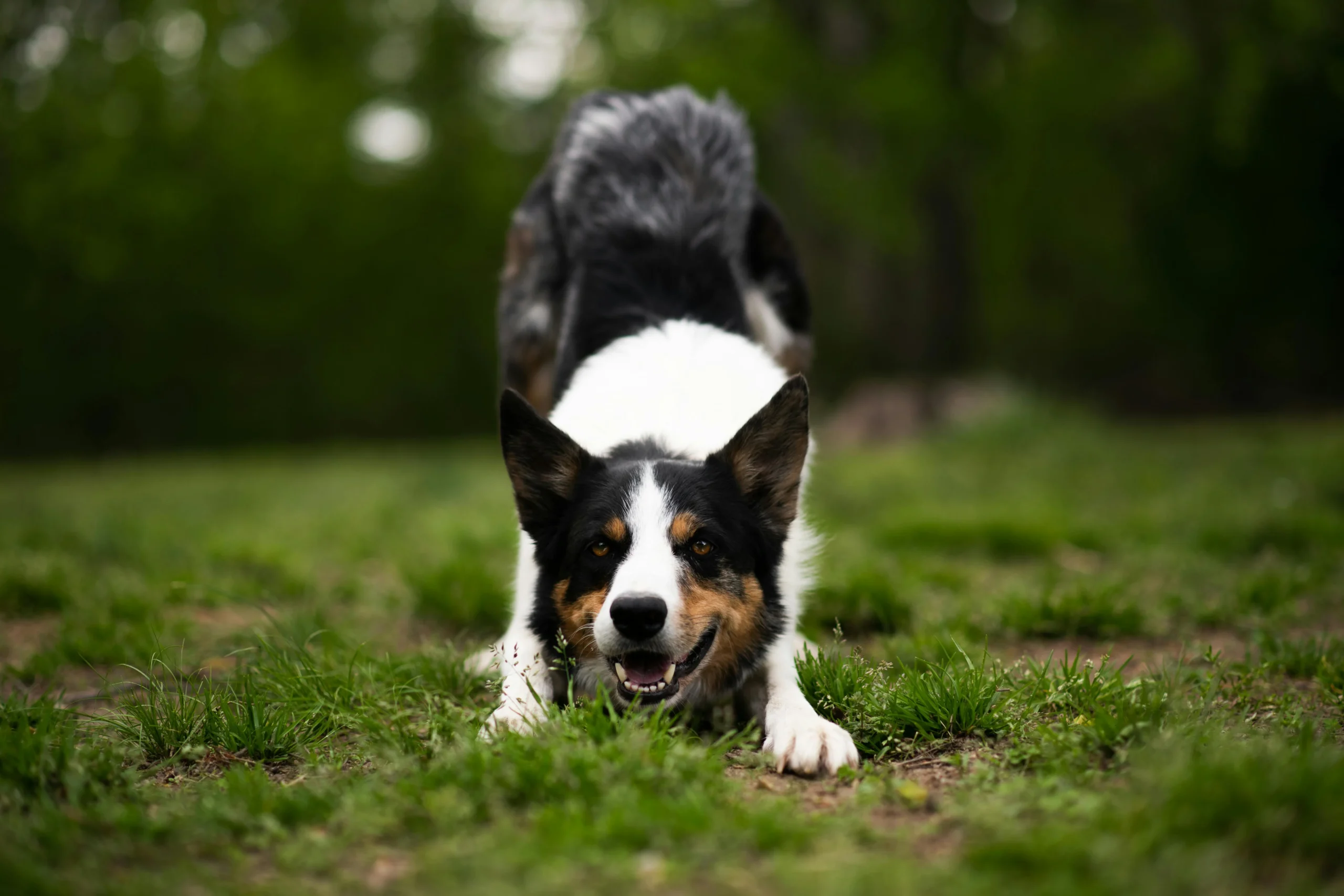 Dog Posture: What It Means, Why It Matters, and How to Improve It