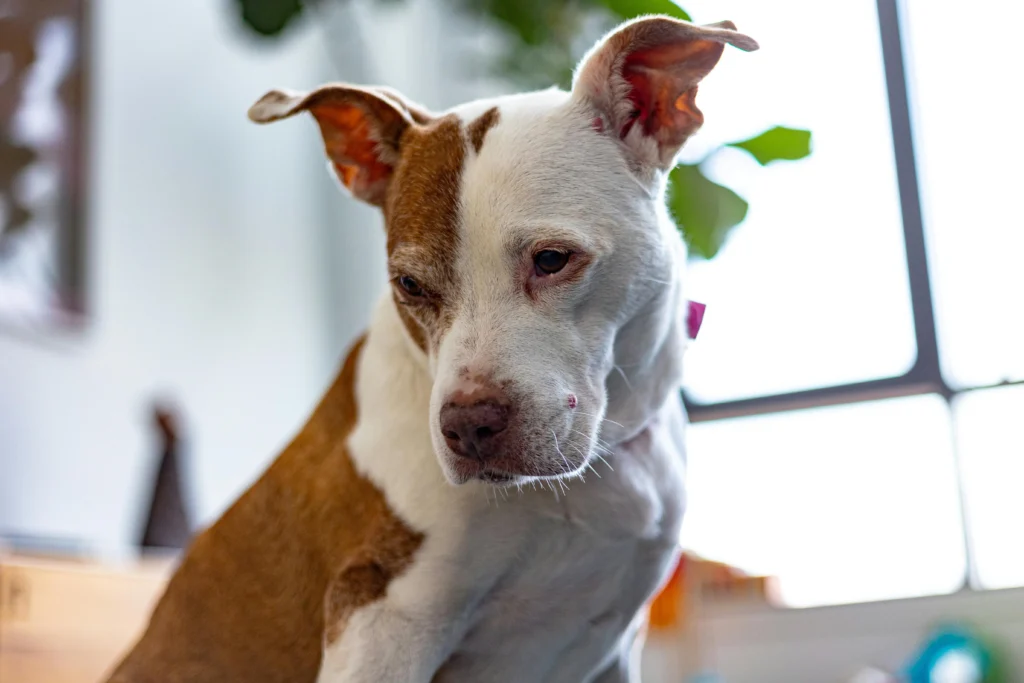 Picture of a brown and white pit bull terrier sitting indoors.