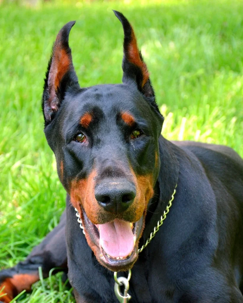 Picture of a doberman pinscher lying on the green grass