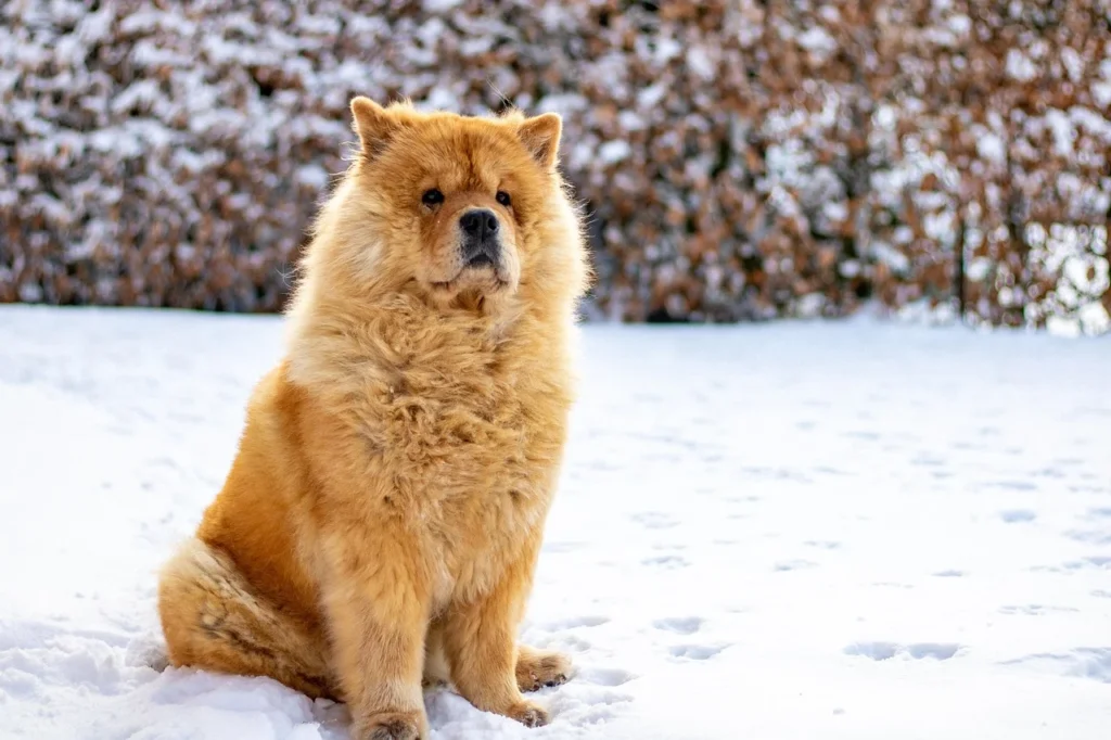 Picture of a fluffy chow chow sitting in a snowy landscape