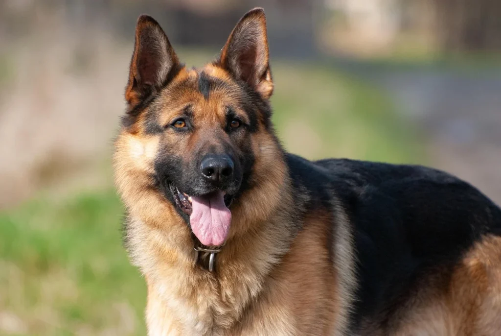 Picture of a german shepherd standing outdoors with its tongue out.