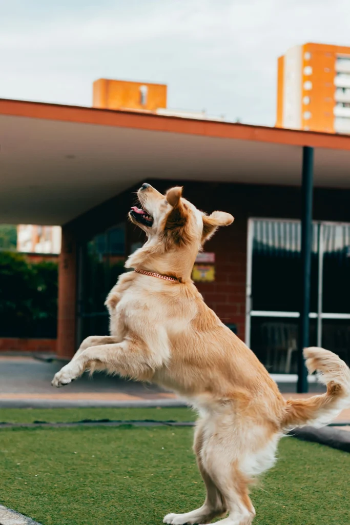 Picture of a golden retriever jumping playfully outdoors in front of a brick building
