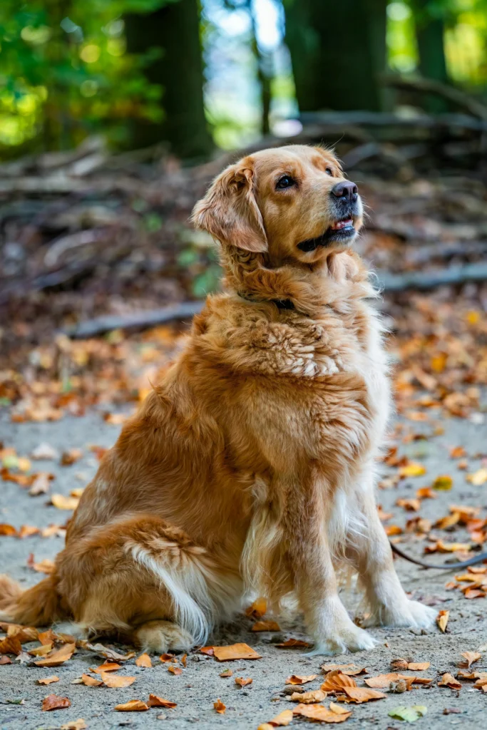 Picture of a golden retriever sitting on a path covered in autumn leaves.