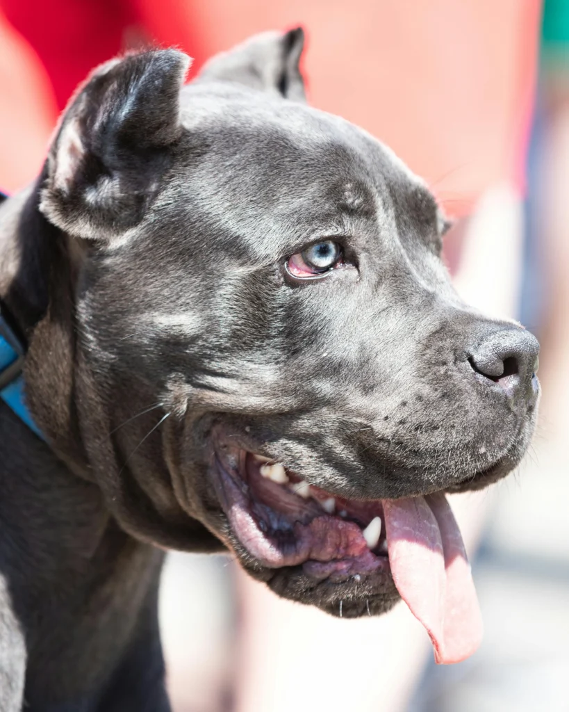Picture of a grey cane corso panting outdoors in the sun