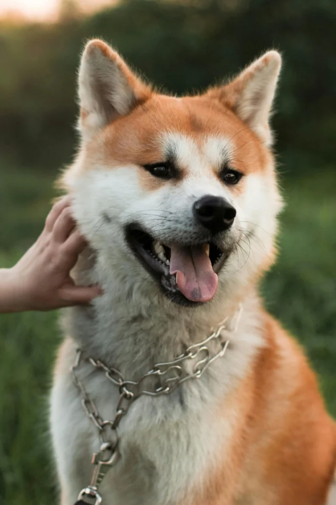 Picture of a happy akita wearing a chain collar being petted
