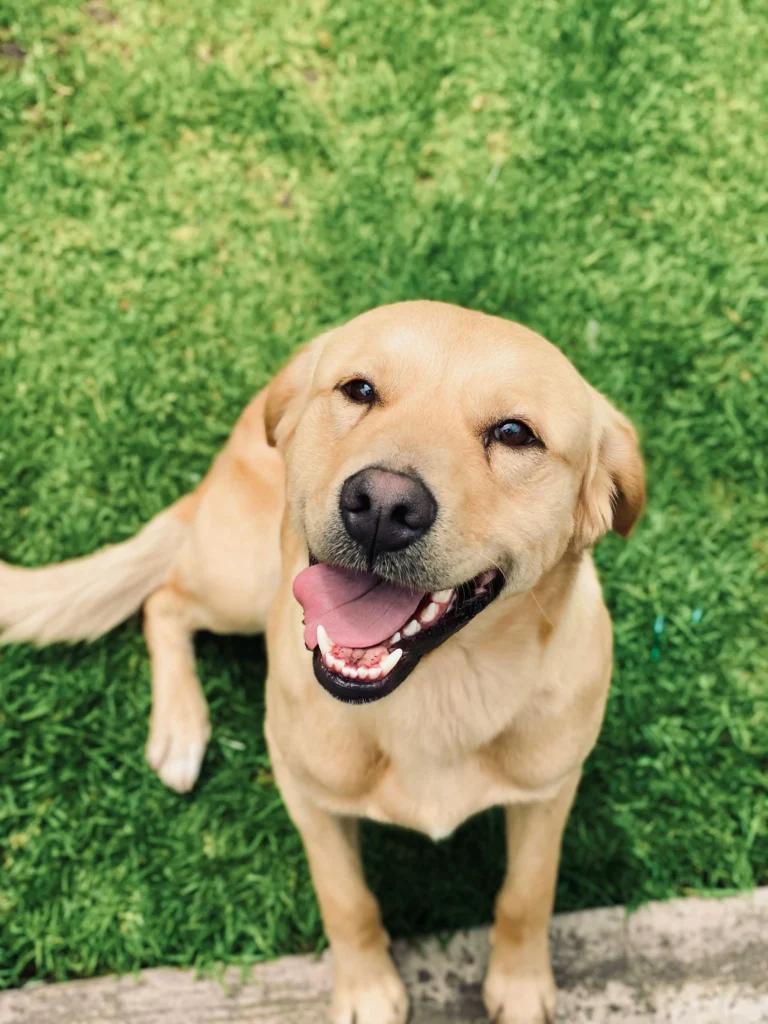 Picture of a happy yellow Labrador retriever looking up from the grass
