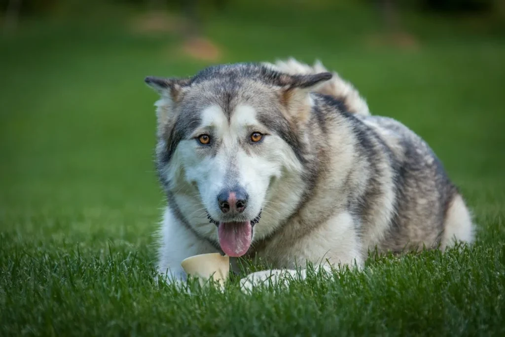 Picture of a large alaskan malamute laying on the grass chewing a bone