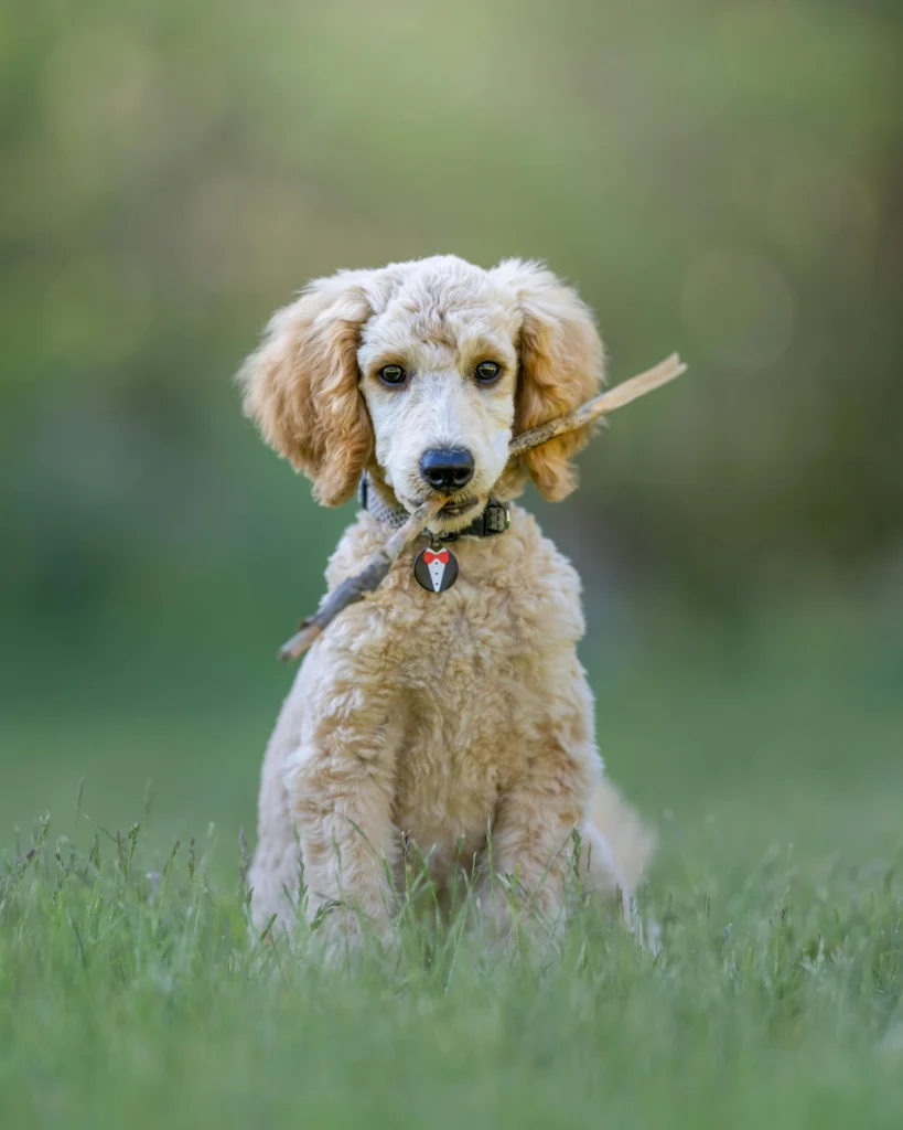 Picture of a poodle sitting in a grassy field holding a stick