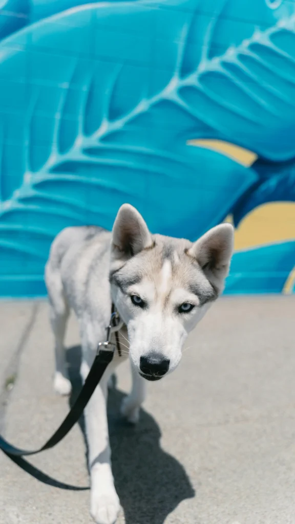 Picture of a siberian husky standing on a sidewalk in front of a blue mural