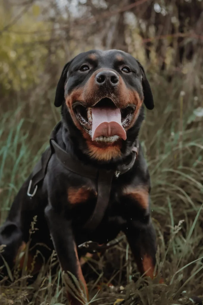 Picture of a smiling rottweiler sitting outdoors in the green grass