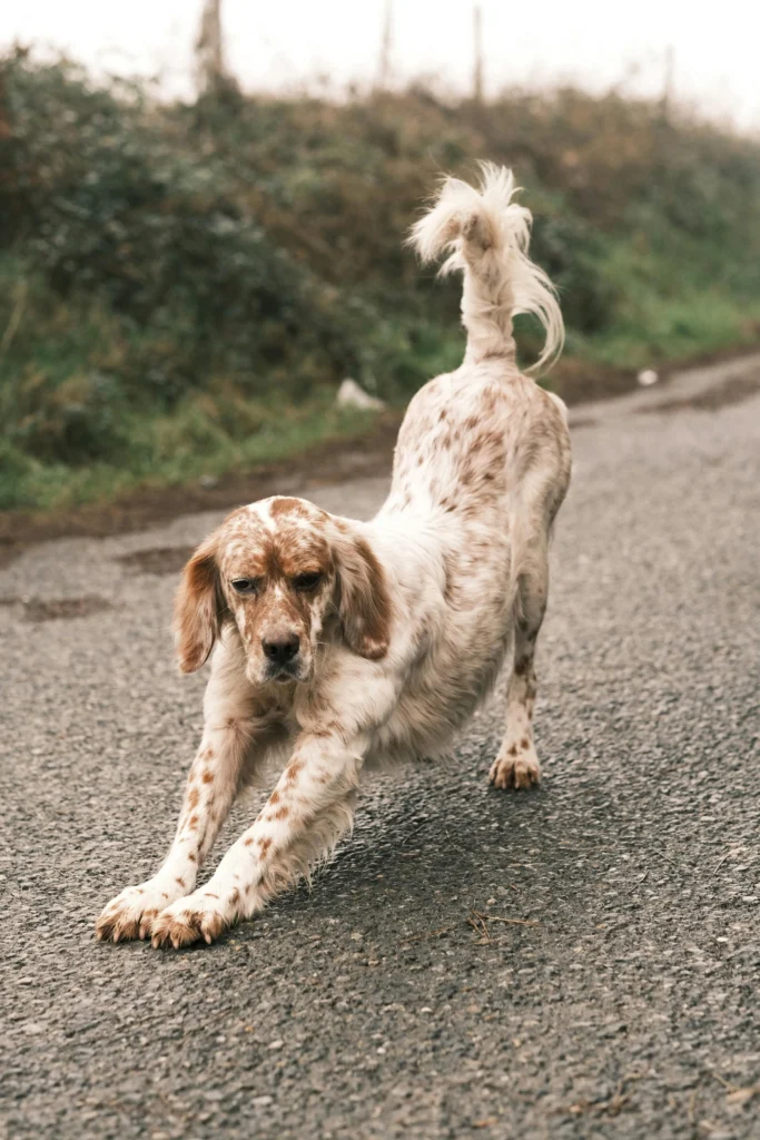 Picture of a spotted dog doing a deep stretch on an asphalt road.