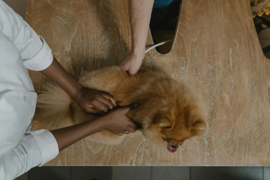 Picture of a veterinary professional examining a small orange dog on a wooden clinic table