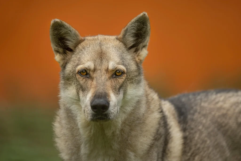Picture of a wolf hybrid looking directly at the camera against an orange background