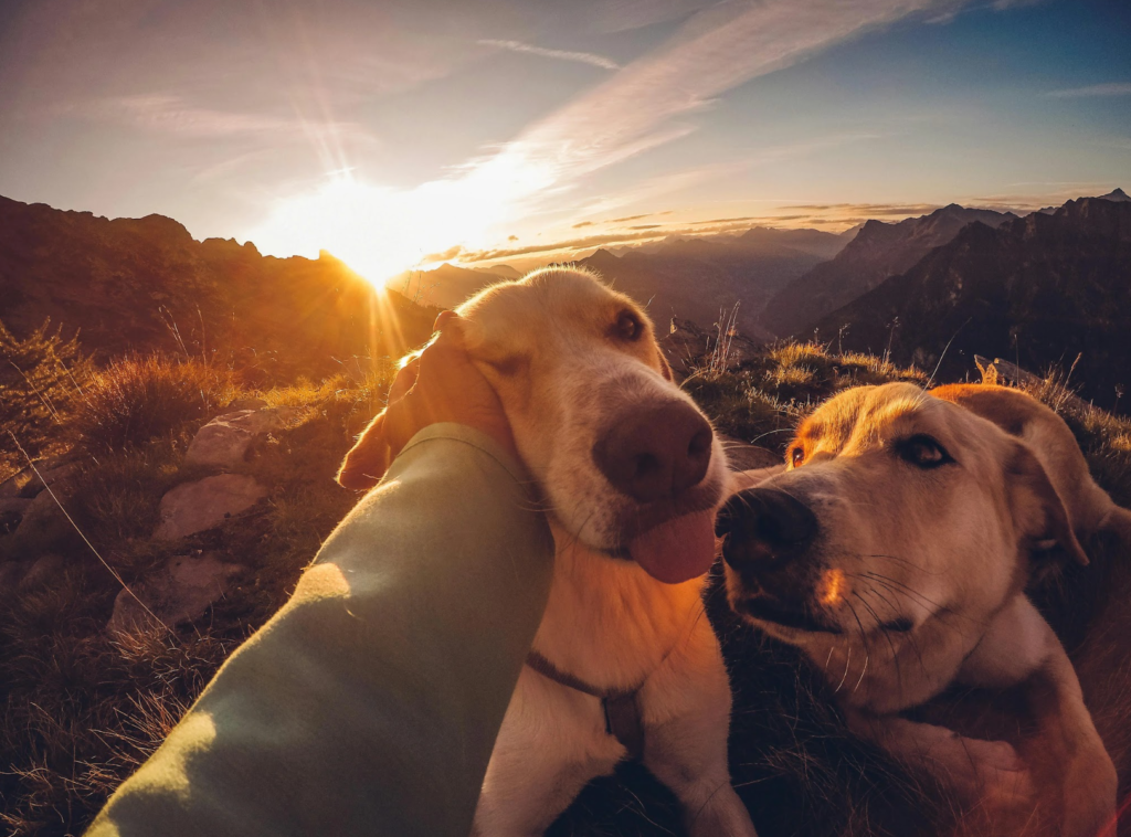 Picture of a person petting two dogs in the mountains at sunset.