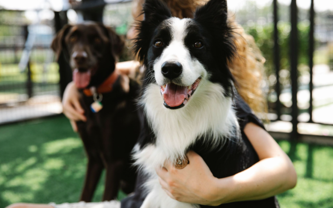 Choosing a Dog Boarding Facility in Vancouver: Complete Guide