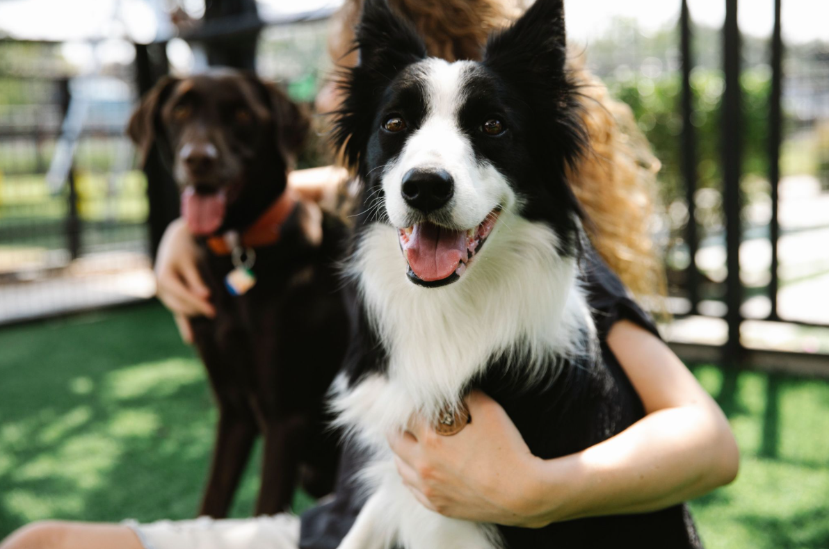 Choosing a Dog Boarding Facility in Vancouver: Complete Guide