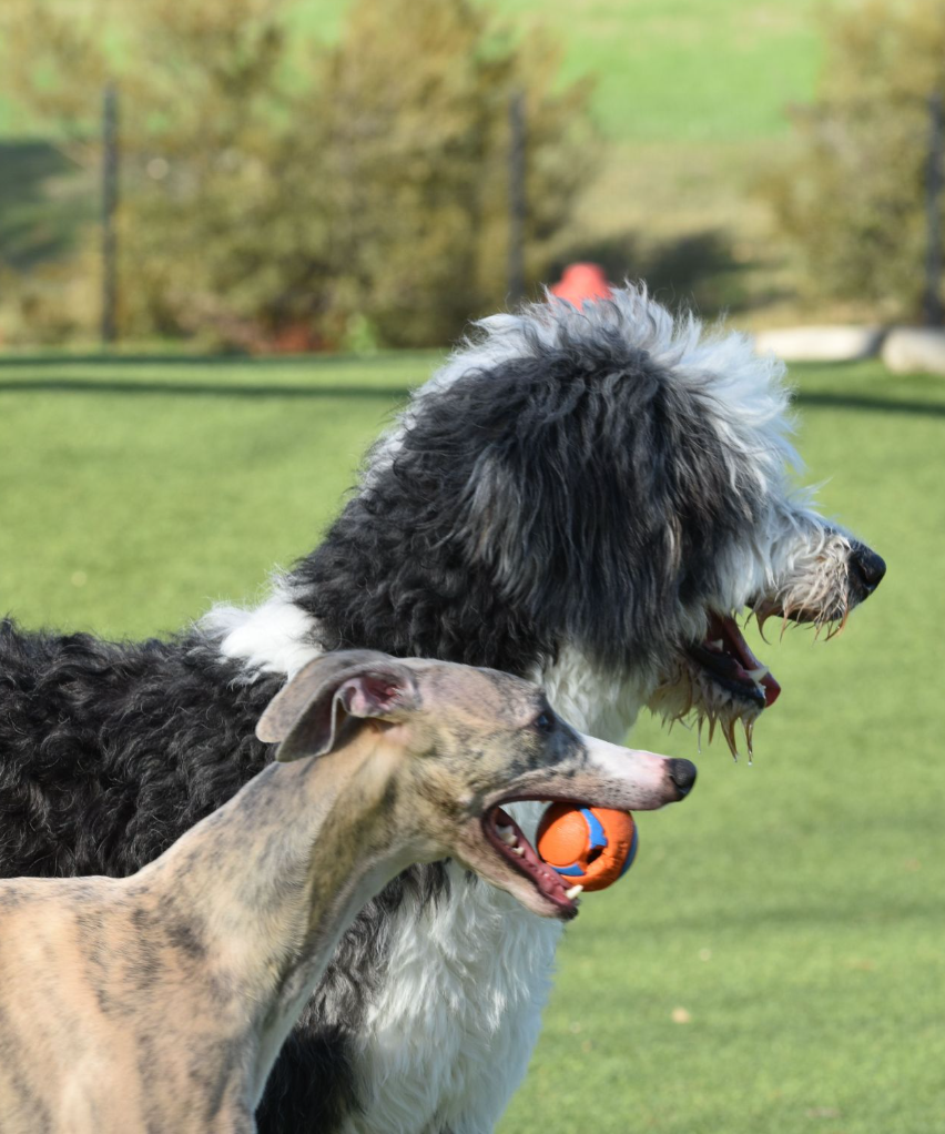 two dogs with balls in their mouth 