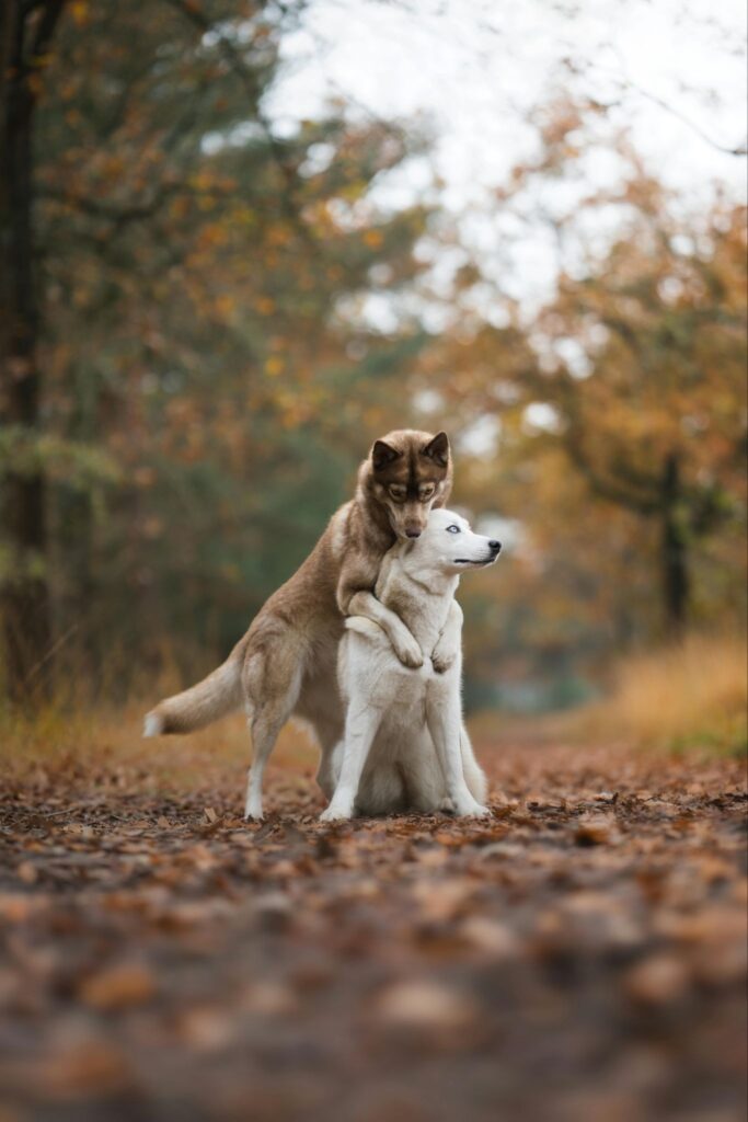 Picture of a husky dog hugging another dog in an autumn forest.