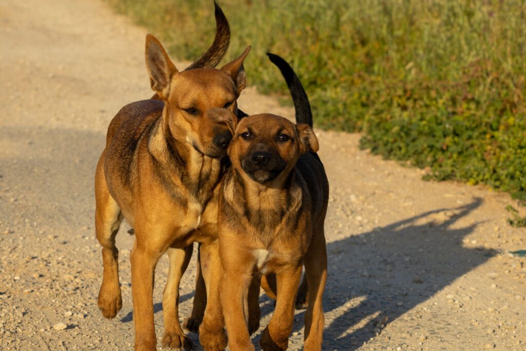 Picture of a pair of brown dogs walking closely together on a sunny dirt path.