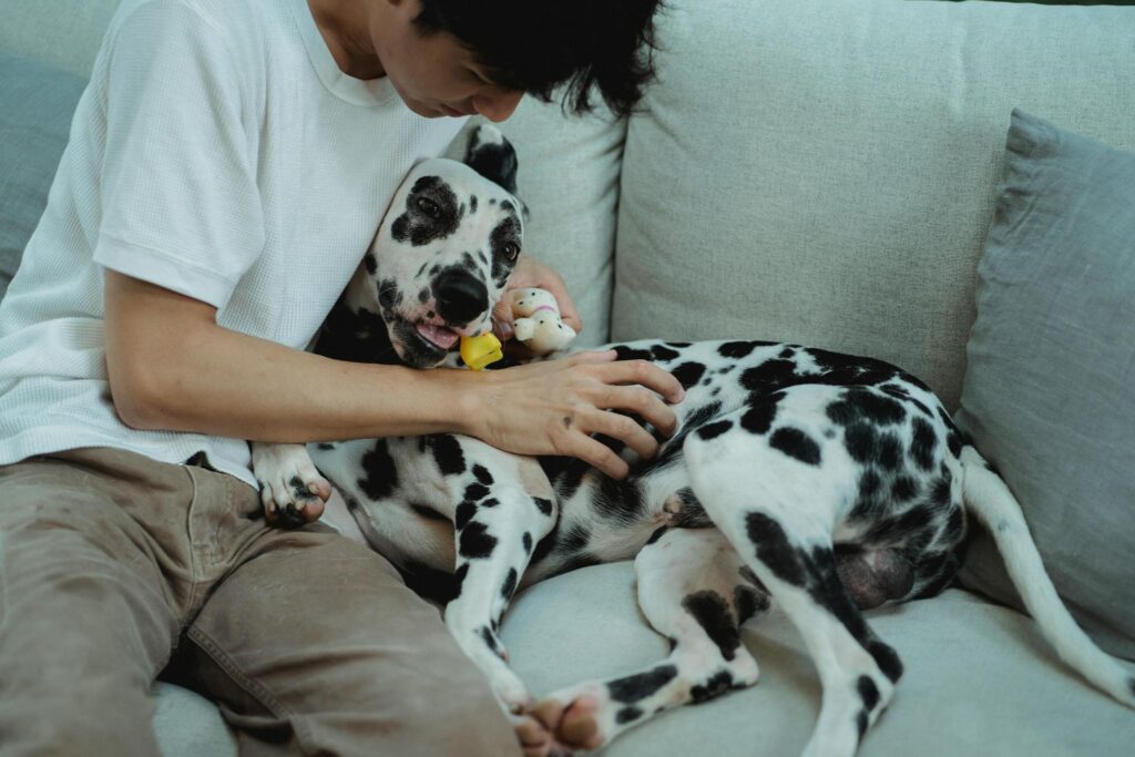 Picture of a young man sitting on a couch, petting a spotted dog.