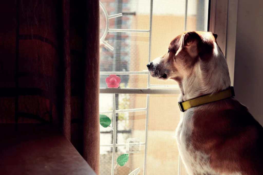 Picture of a brown and white dog looking out a window