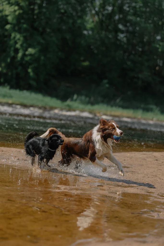 Picture of a brown and white dog playing with a black dog in the water