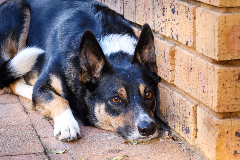 Picture of a dog experiencing dog kennel anxiety by a brick wall