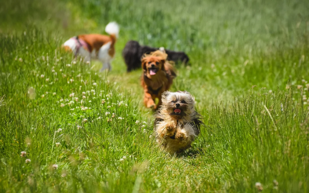 What Happens at Dog Boarding: A Day-by-Day Look Inside