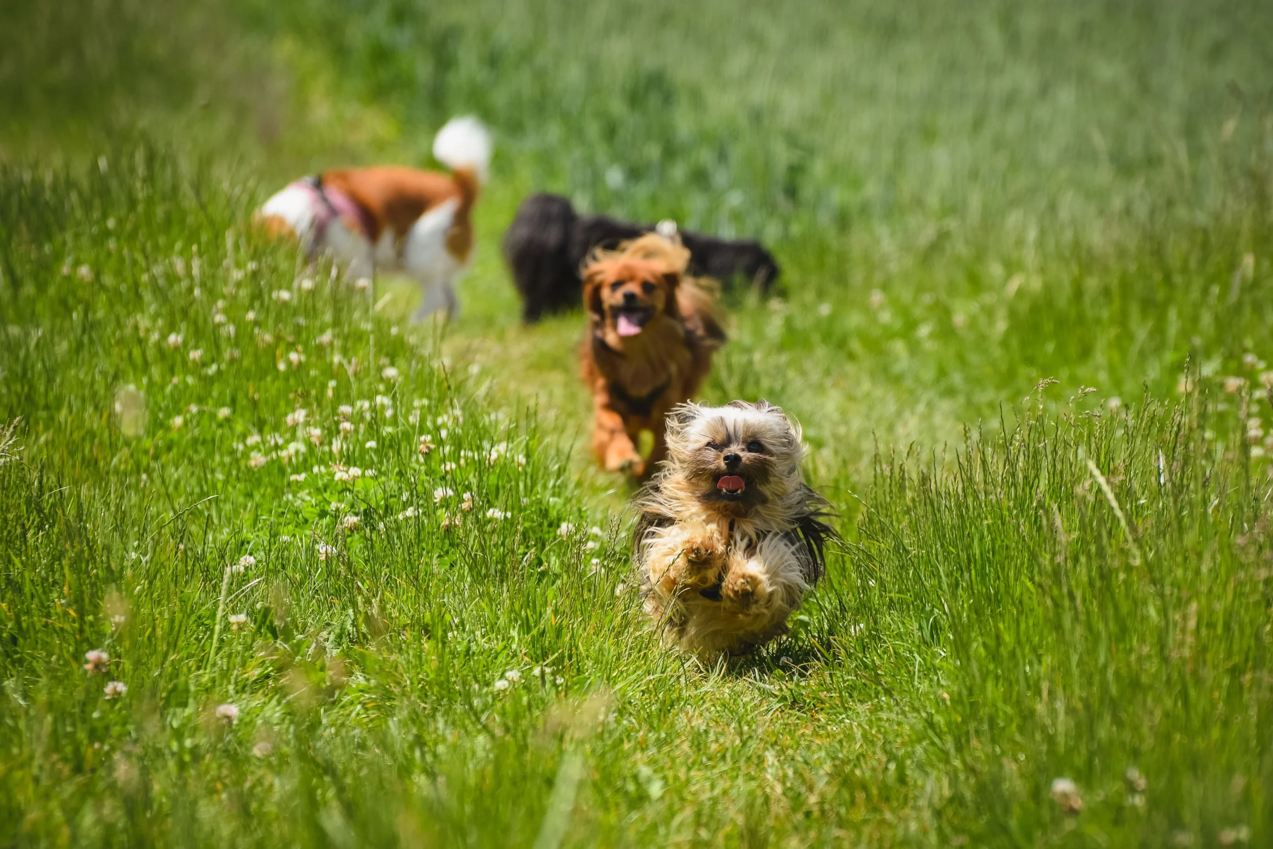 What Happens at Dog Boarding: A Day-by-Day Look Inside
