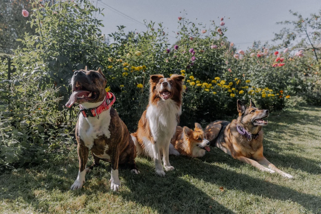 Picture of a group of four dogs relaxing on the grass near a flower garden