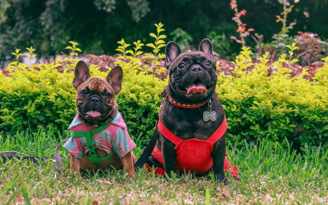 Summer With Dogs: Dog-Friendly Summer Days in Vancouver