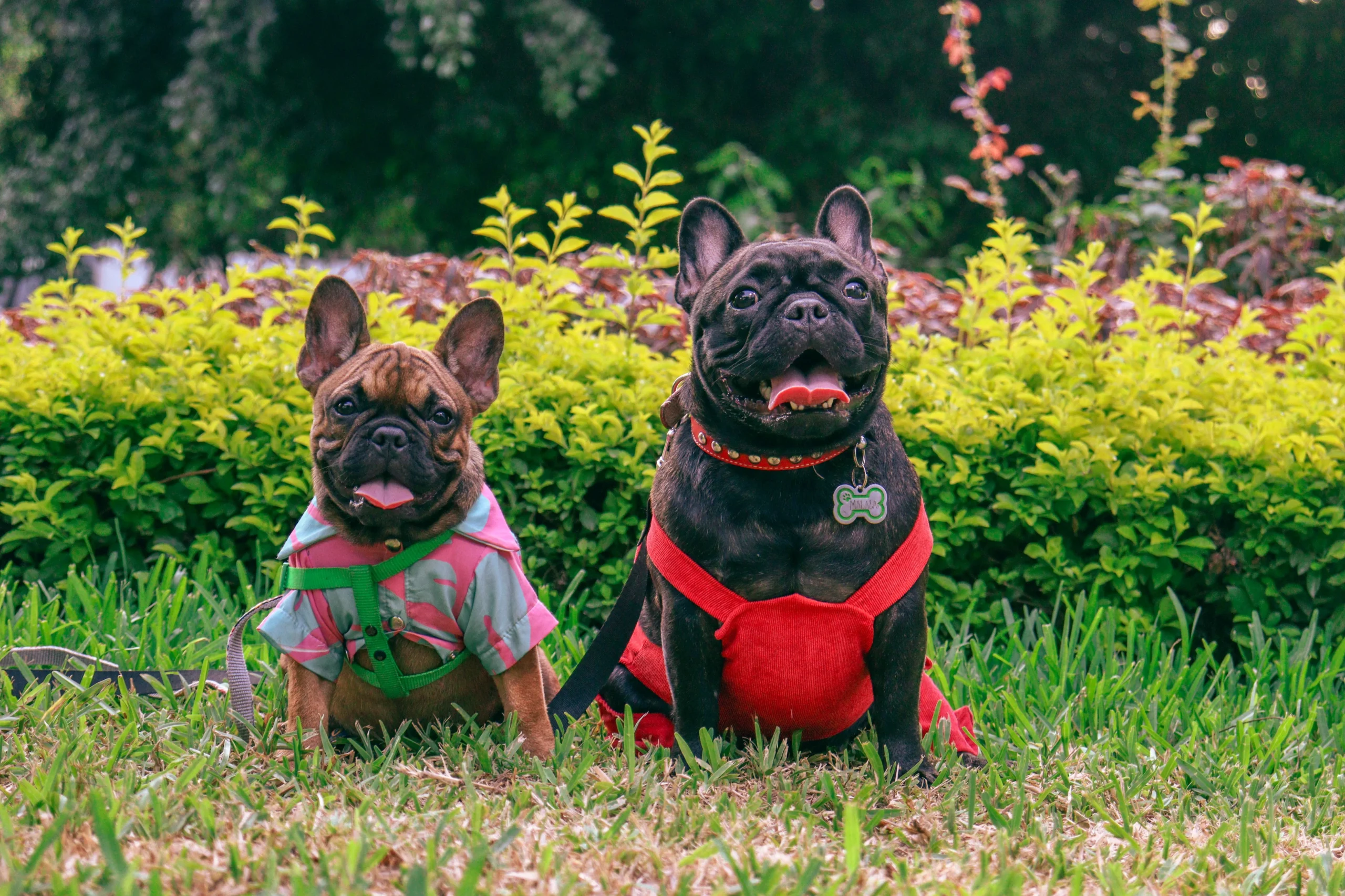 Summer With Dogs: Dog-Friendly Summer Days in Vancouver