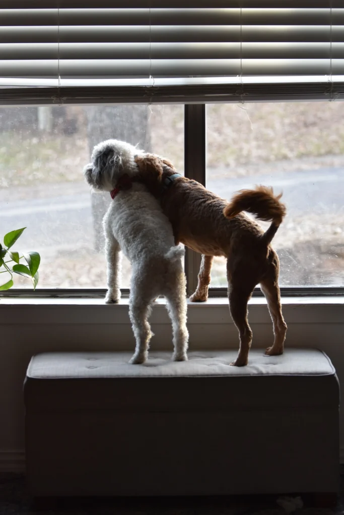 Picture of a pair of dogs looking out a window