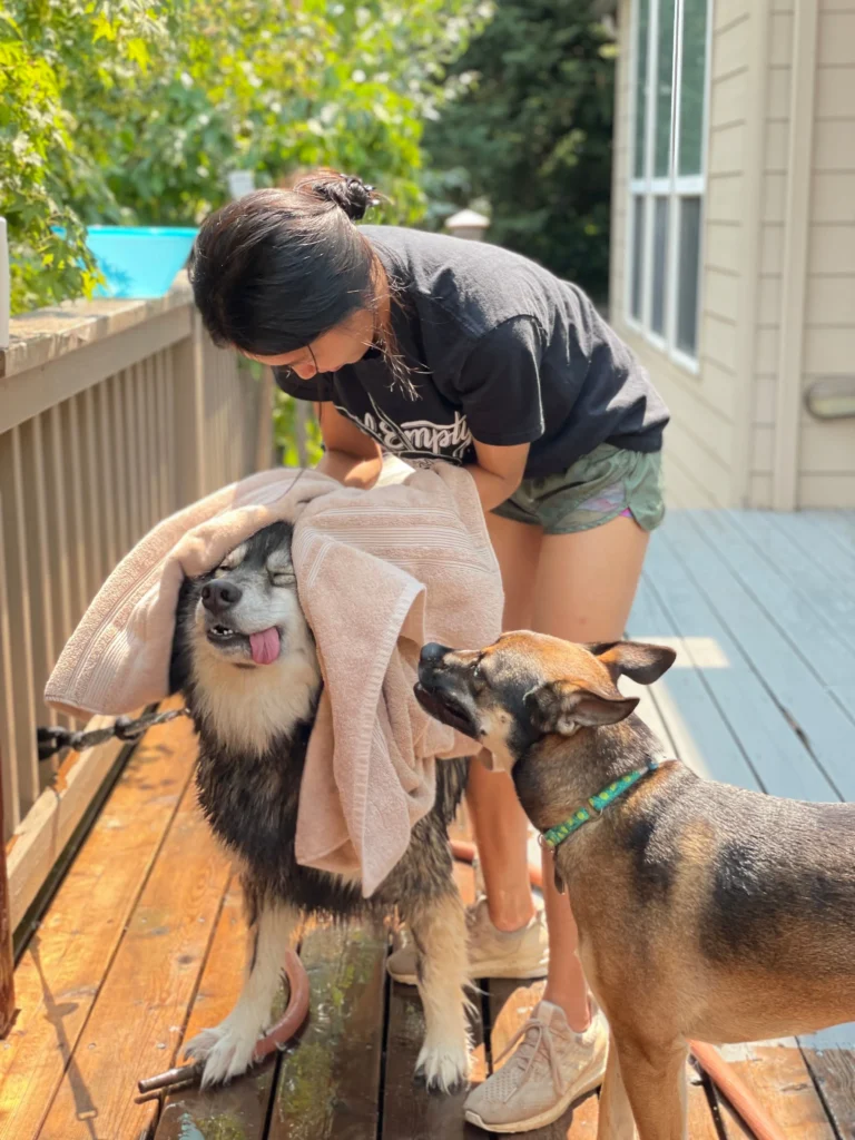 Picture of a person drying a wet dog with a towel on a wooden deck