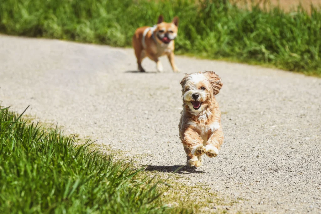 Picture of a small fluffy dog running on a gravel path