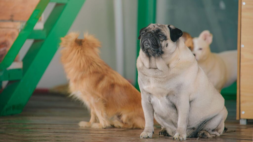 Picture of a pug sitting indoors with other dogs