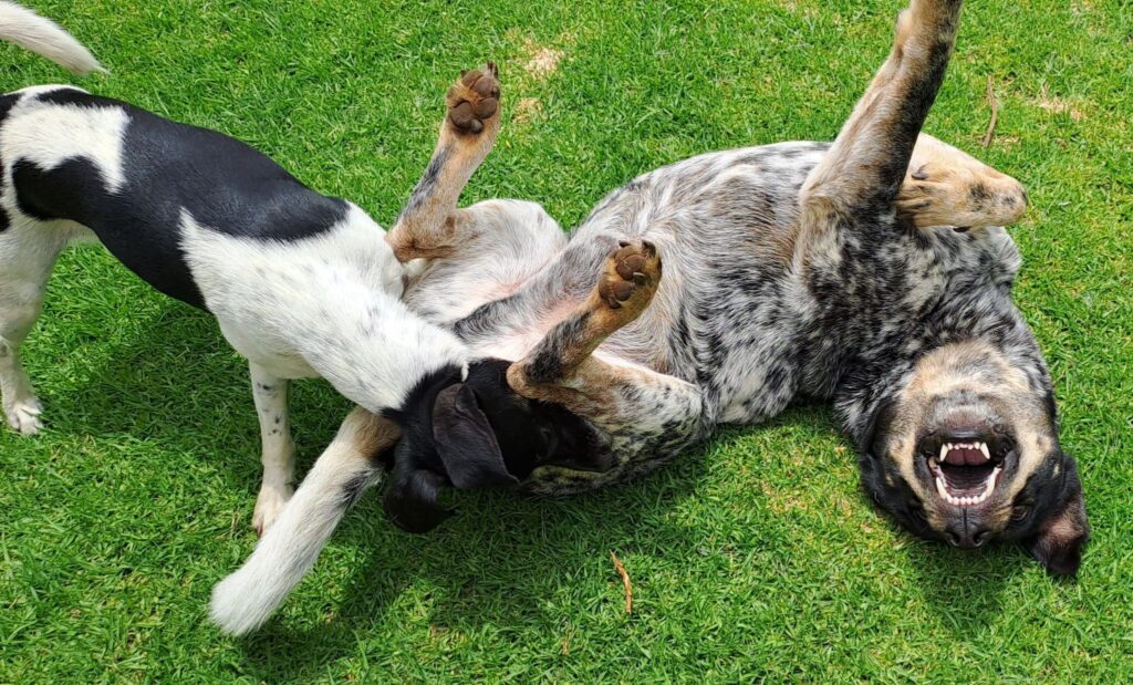 Picture of a pair of dogs playing on green grass
