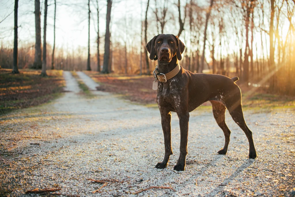 Picture of a German shorthaired pointer standing in a forest