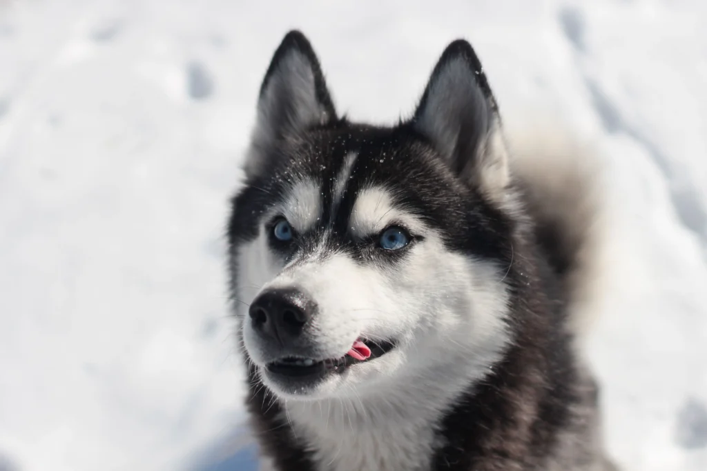 Picture of a Siberian husky standing in the snow