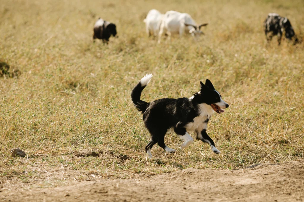 Picture of a border collie running in a field with goats