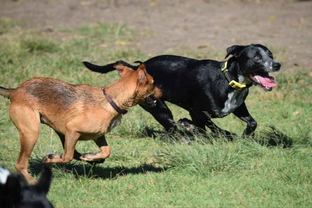 Picture of a brown dog and a black dog playing in the grass