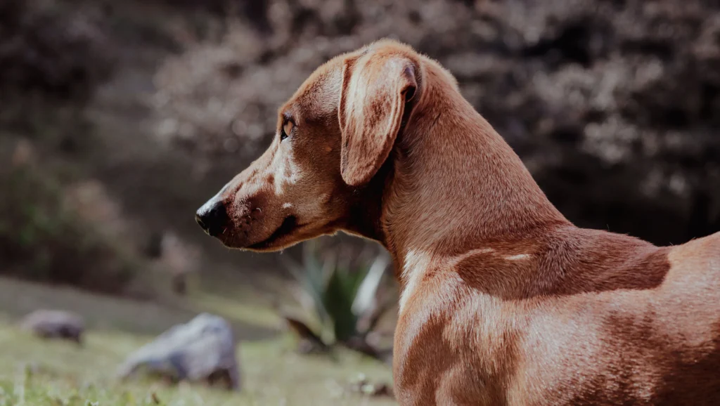 Picture of a chocolate labrador with an open mouth