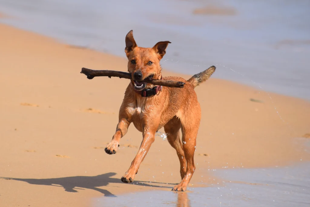 Picture of a brown dog running on the beach with a stick